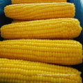 China Frozen Food Yellow Fruit Sweet Corn